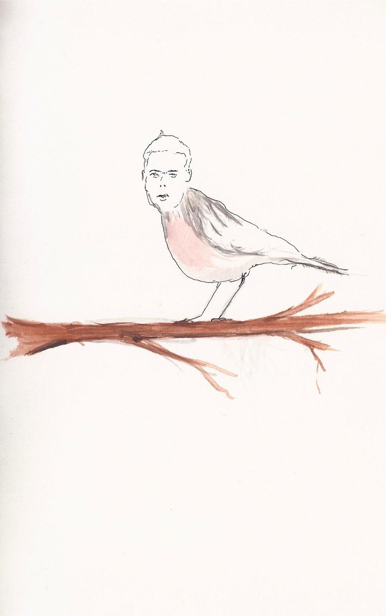 The Birds